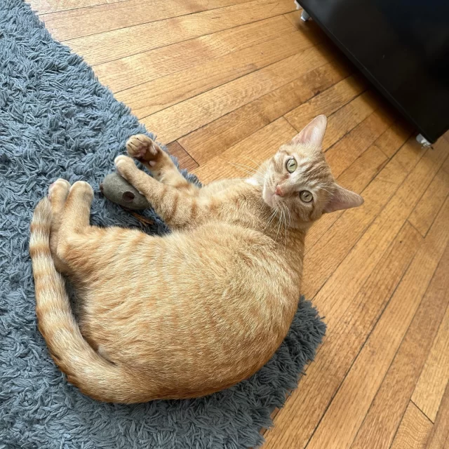 Ding dong! Doors open on the right at Cermak. Next stop: one ginger boy’s express route to his Happy Ending Tail! 🚉🧡⁠
⁠
Formerly Fallawater at Tree House, this speedy kitty needed a name to match his pace. ⚡ Now called Cermak, he’s been racing through life and his new home with unstoppable enthusiasm. 🏃‍♂️🏠⁠
⁠
Orange cats are famously quirky, but Cermak takes it to the next level with boundless energy, a larger-than-life personality, and catnip-fueled zoomies that could outrun a rush hour L train! 🚄💨⁠
⁠
At home, Cermak started with his own room…but he had zero intention of staying put. 😹 Within hours, he was off exploring every nook and cranny and claiming his space. Cermak now runs the show as conductor of the couch and chief snuggle officer. Personal space? Delayed until further notice! 🙅 But his humans wouldn’t have it any other way—because being smothered in purrs and love is the sweetest layover life has to offer. 😻⁠
⁠
With Cermak on board, every day is a nonstop ride of joy and cuddles on the love train. 🐈🐾