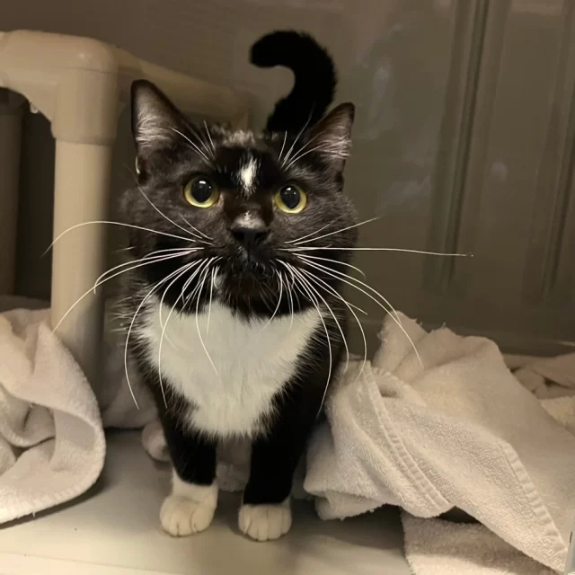 Got an extra bath towel at home? To you, it’s a spare. To a cat like Kool-Aid Man, it’s comfort, calm, and a crucial part of healing. 🩺💕⁠
⁠
Right now, Kool-Aid Man is recovering from ringworm—a treatable but stubborn infection that requires lots of clean bedding to keep his space safe and stress-free. In our medical isolation unit, cozy, washable towels help cats like him rest, recover, and heal faster. They're one of the few things that offer both softness and sanitation. 🤗⁠
⁠
So when you donate a towel, you’re not just giving a cat comfort in the moment—you’re giving them a chance to move one paw closer to adoption.⁠
⁠
Want to take that impact even further? 🤩⁠
Sponsor a medical needs cat like Kool-Aid Man, and you’ll help cover the cost of treatment, care, and recovery—turning a small act of kindness into a life-changing gift. 💚⁠
⁠
👉️ Drop off new or gently used bath towels at Tree House Humane Society (7225 N. Western Ave) Wednesday–Sunday, 10 a.m.–6 p.m.⁠
⁠
👉️ Make an even bigger difference by sponsoring a cat with special needs: https://donate.treehouseanimals.org/give/650388
