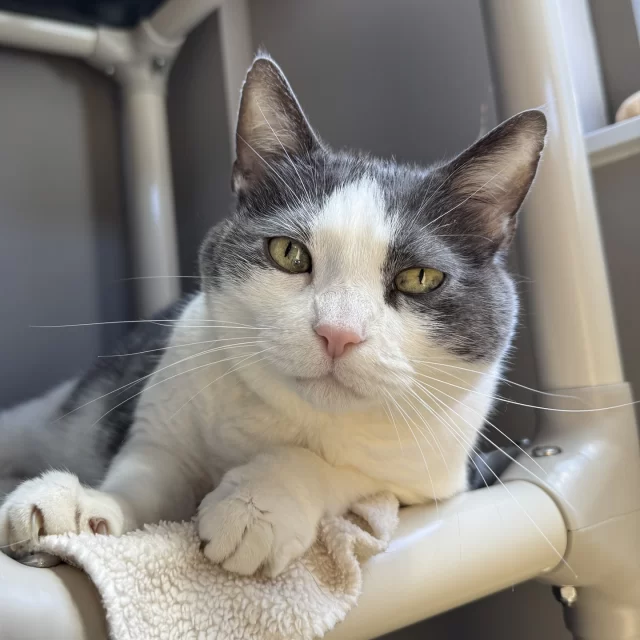 Three hundred and forty days. That’s how long Korra’s been waiting for a new beginning. 📅⁠
⁠
Most people come into our shelter looking for a playful and cuddly fur baby—which we get! We love a cuddly kitty, too! Korra, however, is more independent and prefers a slower life. She likes a good snooze on the couch, and she takes her time when batting at toys. 🕰️⁠
⁠
If you’re the kind of person who looks up at the constellations before bed… or takes the long way on a walk… you might be Korra’s favorite person. 💌⁠
⁠
🔗 Don’t take too long, though, on meeting and adopting Korra. She’s available for adoption straight from her foster home: https://treehouseanimals.org/adopt/adoptable-animals/#sl_embed&page=shelterluv_wrap_1737043975%2Fembed%2Fanimal%2FTHHS-A-6326