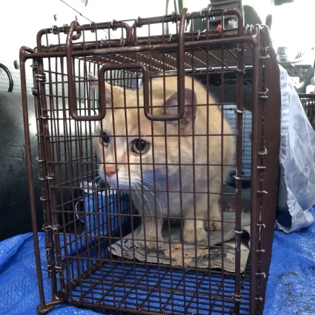 After being lost for FOUR YEARS, Santana made it home—all thanks to his microchip! 🎊⁠
⁠
During a routine TNR (Trap-Neuter-Return) mission, our Community Cats team humanely trapped Santana, thinking he was a community cat. He had no ear tip, but a colony caretaker let us know that he had been around for a few years. Our team could tell he was friendlier than most community cats, and a quick scan revealed a surprise: he was microchipped and registered to a family! 👨‍👩‍👦⁠
⁠
We contacted his people right away—and it turns out, Santana had gone missing four years ago. Thanks to his microchip, he was safely reunited with his relieved pawrent. He is happy to finally be home! 🏠️💓⁠
⁠
🔎 Microchipped pets are 3x more likely to make it back home if they get lost (Human Animal Support Services, 2022). Every chip has a unique ID that helps shelters and vets connect pets with their families.⁠
⁠
🔗 Microchipping is quick, affordable, and available at our Veterinary Wellness Center. Book a service for your cat or dog today: http://treehouseanimals.org/veterinary-wellness-center⁠
⁠
June is National Microchipping Month—there’s no better time to chip in for your pet’s safety! 🐈️🐾🐕️