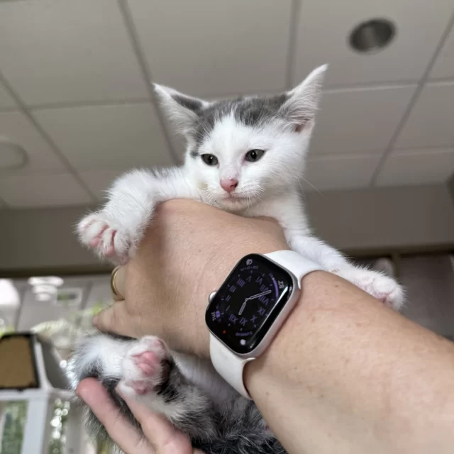 Twenty-two #TreeHouseCats were adopted last week, including long-stay cats Hurston, Hughes, and Foggy! We wonder how many long-stay kitties will be adopted next week: Who’s ready to adopt Fink, Mashumaro, or Korra? 🐾⁠
⁠
Congratulations to these eight adult cats on their adoptions:⁠
🧑‍🤝‍🧑 Hurston & Hughes⁠
☁️ Foggy⁠
⚰️ Nosferatu⁠
🍟 Small Fry⁠
🥳 Zanzie⁠
😜 Patitas⁠
😴 Mishka⁠
⁠
And happy trails for these 14 kittens starting their Happy Tails:⁠
🧑‍🤝‍🧑 Chrystanthemum & Paka⁠
🕺 Electric Slide⁠
🧭 Scout⁠
🦔 Little Critter⁠
🥐 Toaster Strudel⁠
🍔 Burger King⁠
😩 Mindblown⁠
🌬️ Rush⁠
🤫 Motives⁠
👩‍🏫 Lessons⁠
🍦 Dairy Queen⁠
🐈️ Rogue⁠
🧦 Mitts
