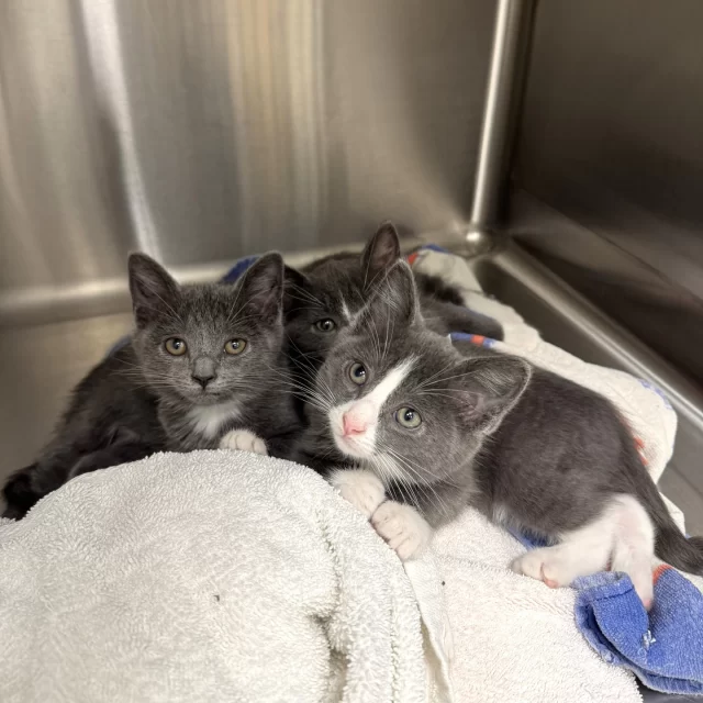 Happy Not-a-Father’s Day! 😎⁠
⁠
Wait, what? 🤔⁠
⁠
You heard us right: Happy These-Cats-Are-Never-Gonna-Be-Dads Day! ⁠
⁠
At Tree House, every cat and kitten is spayed or neutered before adoption. That means no surprise kittens, no accidental fatherhood, and definitely no awkward “you’re what?!” conversations. 🤰⁠
⁠
Instead of adding to the already overwhelming cat population, our adoptable kitties are focused on more important things—like stealing your heart, your lap, and maybe your sandwich. ⁠
⁠
These kittens got spayed and neutered earlier last week just in time to join the ranks of our adoption floor. They may never be dads, but they’re more than ready to be someone’s pampered baby. 🥰⁠
⁠
Might we suggest… Become a cat dad today when you come in and adopt one of these babies?!