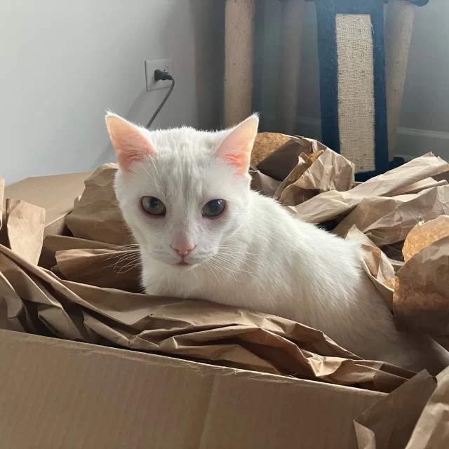 A life with Mashumaro is as sweet and soft as her name suggests (Mashumaro means marshmallow in Japanese). 💞⁠
⁠
Mashumaro recently spent some time in a foster home, where we learned what a life at home with her could look like. 🏡⁠
⁠
Picture her scooching closer to you once you join her on the couch. Her bowl on the dining table across from yours, as you both quietly share a meal (she’s very polite and won’t ask for bites of your food). A couple meows from her when she notices you’ve left the room, wondering where you went. Ending the day with a few soft pets and sleepy cuddles. 😴⁠
⁠
Is this the soft life you’ve been dreaming of? Mashumaro might be your dream companion. She’s back at our shelter, ready to meet you. 🔮⁠
⁠
🔗 https://treehouseanimals.org/adopt/adoptable-animals/#sl_embed&page=shelterluv_wrap_1737043975%2Fembed%2Fanimal%2FTHHS-A-6384