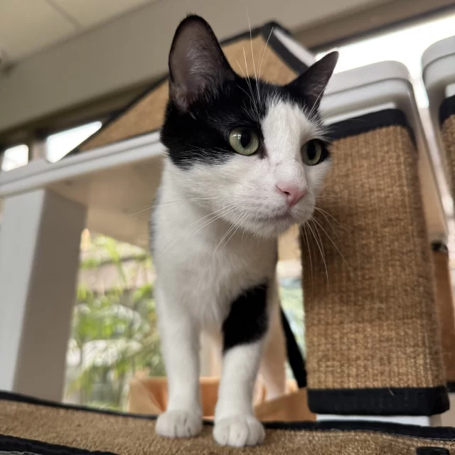 After raising five beautiful kittens all on her own, Halfmoon has finally wrapped up her mom duties. Her little ones have all found loving homes—and now, it’s her turn. 🏡⁠
⁠
When she first arrived at Tree House, Halfmoon shared a room with another tuxedo cat, Granny Smith. Granny was always chatting away, but Halfmoon didn’t mind. She’d quietly lounge in the background, soaking it all in with her calm, steady presence. 🥰⁠
⁠
Halfmoon could be that peaceful companion in your life—the one who listens, leans in for pets, and keeps you company when words run out. A soft place to land at the end of the day. ⁠
⁠
She’s ready for a home of her own. Could it be with you? 💌⁠
⁠
➡️ Adopt Halfmoon: https://treehouseanimals.org/adopt/adoptable-animals/#sl_embed&page=shelterluv_wrap_1737043975%2Fembed%2Fanimal%2FTHHS-A-15207⁠
⁠
#TreeHouseCats #KittenSeason #Cats #Adopt #Chicago