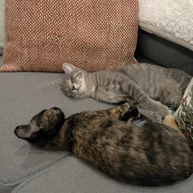 When Atlas showed up ready to lighten your load and Pandora strolled in with effortless style, it was clear these two were something truly special the moment they arrived at Tree House. 🌎✨⁠
⁠
Back when they were known as Gourami and Ascot, this bonded pair of lovable goofballs were patiently waiting for their big break on our adoption floor. 🤞 And just like magic, their big day came at last, and thanks to our superstar adoption counselors, the purrfect match was made, the paperwork was signed, and this darling duo's Happy Ending Tail officially began! 🎉⁠
⁠
Pandora is the gentle soul of the pair, often found perched on shoulders like the queen she is—always curious, close, and reaching new heights (literally!) 👑 On the other paw, Atlas is the playful troublemaker, constantly chasing a new adventure and planning his next mischievous move. 😈💡 Together, they bring endless balance, joy, and laughter to their family’s life.⁠
⁠
When they’re not out on their latest escapade, you’ll catch them curled up with their favorite people—totally relaxed, adored beyond measure, and finally feeling like they belong. 🥰  We know for certain that one cat can completely fill your heart... but two? That’s a whole universe of love. 🌌💞