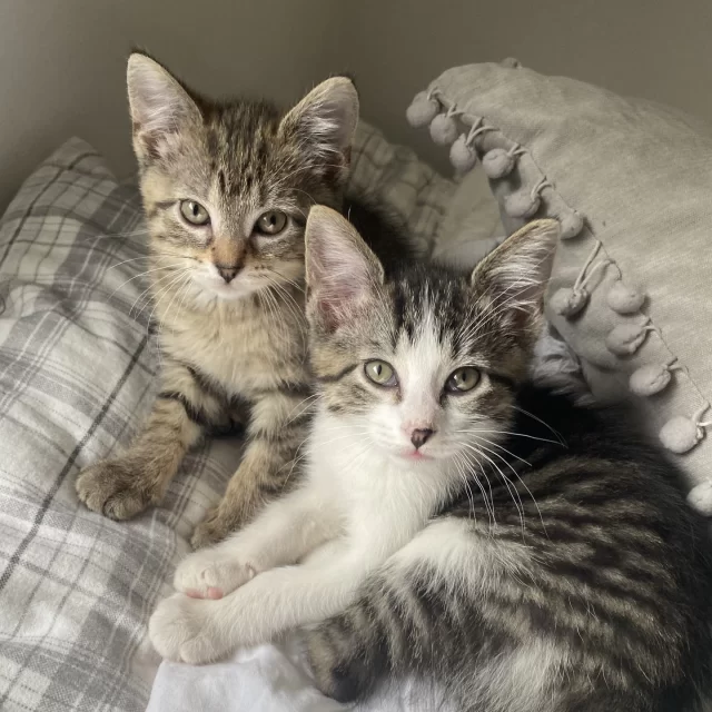 New to kitten care? A seasoned kitten whisperer?⁠
No matter your experience, this free workshop is for YOU!⁠
⁠
📆 Saturday, June 28 | 11:00 a.m. – 1:30 p.m.⁠
📍 Tree House Humane Society, 7225 N. Western Ave., Chicago⁠
⁠
Whether you're caring for tiny newborns, playful older kittens, or nursing mama cats, you’ll learn hands-on skills to help kittens thrive.⁠
🐾 Bonus: Live bottle-feeding demo featuring real, squirmy kitten guests!⁠
⁠
👉 Register now to save your spot: http://treehouseanimals.org/calendar/kitten-care-workshop/⁠
⁠
Not a Tree House foster? No problem!⁠
This workshop is open to all. And if it inspires you to become a foster, we’d love to have you—no pressure, just possibilities.