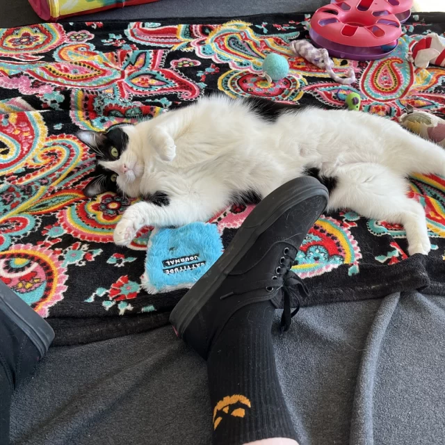 This girl’s a hugger! 👐⁠
⁠
Ella is a charming tuxedo kitty on our adoption floor. While she’s not a fan of being picked up and carried around (at least not yet), she absolutely loves to give hugs! 🥰⁠
⁠
This silly kitty will wrap herself around your leg like a slinky and nuzzle your face with affection if you let her. Bonus: her fur is incredibly soft! Not a hugger? No problem—she’s just as happy hugging a toy.⁠
⁠
Ella has been patiently waiting for someone to adopt her so she can spend all her time snuggling at home! 🏘️🐾⁠
⁠
🔗 Adopt Ella: https://treehouseanimals.org/adopt/adoptable-animals/#sl_embed&page=shelterluv_wrap_1737043975%2Fembed%2Fanimal%2FTHHS-A-4899⁠