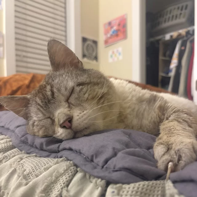 Meet Mr. Sweater... His name might be the most fitting we could have come up with — just look at how fuzzy and cozy he is! 🥰⁠
⁠
His foster pawrent shares that Mr. Sweater starts his day by mewing for breakfast. He likes to get things moving with some conversation. Then while the sun is shining, you can find him curled up in the warmest patches of sunlight. ☀️ But his favorite place to nap on is on top of YOU! Mr. Sweater will waste no time getting cozy on your lap. After dinnertime, Mr. Sweater will be racing up and down the hallway with his favorite jingle bell! Once the moon is up? 🌙 He’ll be wherever you are, whether you’re up late watching TV or getting a good night’s sleep.⁠
⁠
If that sounds like your kind of day, Mr. Sweater might be the perfect cat for you! 🧍‍♂️🐈️⁠
⁠
Mr. Sweater is available for adoption straight from his foster home. He has feline leukemia virus (FeLV), which affects his immune system, but don’t worry — he loves and plays just like any other cat.⁠
⁠
🔗 Adopt Mr. Sweater: https://treehouseanimals.org/adopt/adoptable-animals/#sl_embed&page=shelterluv_wrap_1737043975%2Fembed%2Fanimal%2FTHHS-A-15049