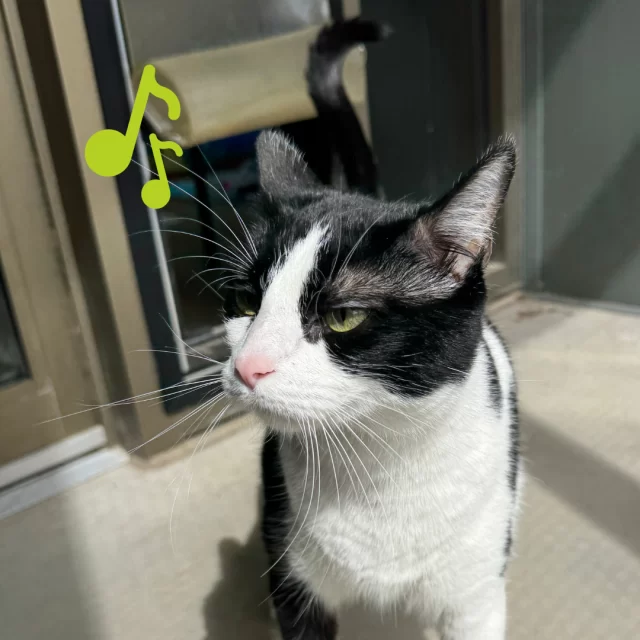 Can you guess what kind of music cats like? (And yes, music is for everyone—including your feline friend.) 🎶🐈️⁠
⁠
If you guessed soft classical or reggae, you're right! When it comes to human music, studies show those genres can actually help soothe cats. But there’s more… 😲⁠
⁠
There’s also cat-specific music—yes, really! It’s composed using feline-friendly sounds like purring and suckling, and often follows a tempo similar to a cat’s resting heartbeat. Research suggests it can help reduce stress, especially during situations like vet visits (Science Connected Magazine, 2022). At our shelter, our team sometimes plays music for #TreeHouseCats who are feeling a little anxious. We can say that some of our cats love it! 💓⁠
⁠
So next time your cat’s feeling a little tense, try pressing play. You might just discover their new favorite jam. ▶️⁠
⁠
Let us know if your cat gets into the groove!