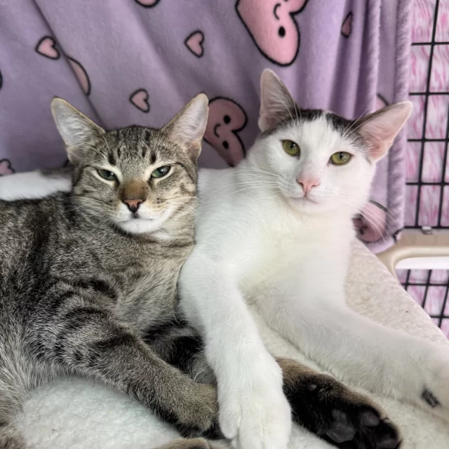 Happy 1st birthday to our #BetterTogether bonded pair, Sweets and Roses! 🍫🌹⁠
⁠
Sweets and Roses were discovered by a Good Samaritan when they wandered onto a porch as kittens, along with their brother Rings. They lived with their finder for two months as they learned how to be indoor kitties before they came to Tree House in February! 🌳⁠
⁠
Since then, their brother Rings has been adopted. Roses and Sweets are still waiting for their turn. Sweets can be a bit shy when he first meets people, but he warms up once he gets to know them. Roses, on the other hand, is more chatty and silly. Together, they make a duo as sweet as Valentines. 💌⁠
⁠
When it comes to kittens, veterinarians can make educated guesses about their age. 📅 These siblings are estimated to have been born around June of last year! 🎈🍰⁠
⁠
The best birthday gift for these two would be adoption into the same home. Help them find their family together by sharing this post! 🏠️⁠
⁠
🔗 https://treehouseanimals.org/adopt/adoptable-animals/