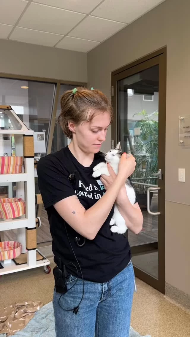 We asked #TeamTreeHouse which cats they named! 😃

Why the fun names? It makes it a whole lot easier to search up these fur babies in our database, preventing records from getting mixed up. 💾 Plus, we hope these names draw your attention so you can come into our shelter and adopt! 🦸

#TreeHouseCats #Name #Namesake #BabyNames #Cats #Kittens #Chicago