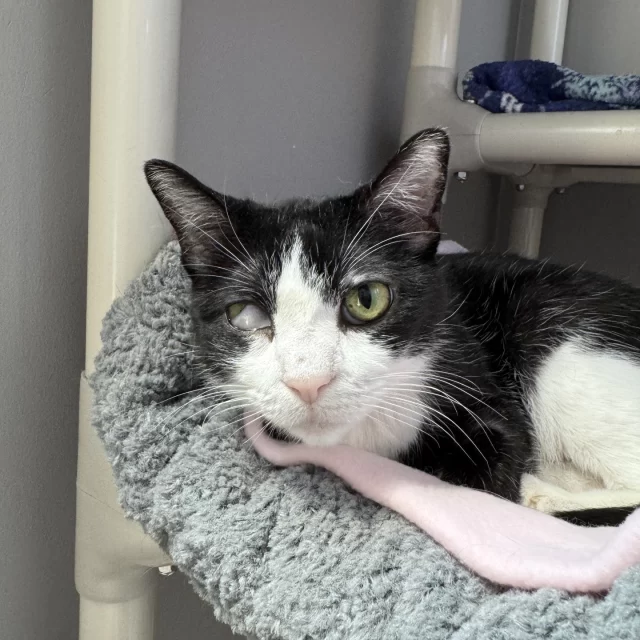 How do you say “meow”? Harriet the Spy says it like “maow!”—with a raspy little voice that’s as endearing as she is. 🥺⁠
⁠
This sweet senior gal (she’s 11!) lives in a cozy kitty condo on our adoption floor. 🏢 It’s her safe space, but it also means she can be a little tucked away. So here’s what you might miss:⁠
⁠
The moment Harriet spots you through her window, she perks right up and calls out with a chirpy “maow!” Step inside, and she’ll hop down from her cat tower to gently nuzzle your legs in greeting.⁠
⁠
Harriet can be shy at first, but once she trusts you, she turns into a full-on lap cat. She loves basking in sunbeams, lounging in warm spots, and curling up with her favorite people. ☀️⁠
⁠
🔗 Come meet this undercover snuggler: https://treehouseanimals.org/adopt/adoptable-animals/#sl_embed&page=shelterluv_wrap_1737043975%2Fembed%2Fanimal%2FTHHS-A-15070