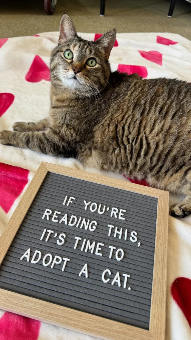 Now’s the time to adopt a cat!

Thanks to @bissellpets #EmptyTheShelters, adoptions for adult (6 months & older) #TreeHouseCats are only $70.

Meet our adoptable animals: https://treehouseanimals.org/adopt/adoptable-animals/

#TreeHouseCats #Cats #Adopt #ShelterCats #Chicago