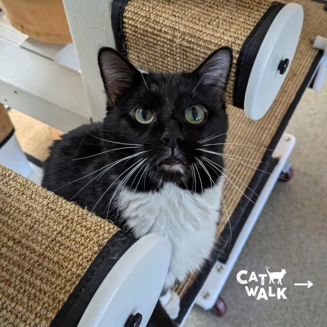CAT WALK: THEN & NOW⁠
⁠
⏪️ Then: A cheeky spin on “bar crawl” — sneakers on, matching blue tees, and beers in hand as we pub-hopped for a purr-pose.⁠
⁠
▶️ Now: We’re turning the catwalk into a runway. Bold looks. Craft cocktails. High fashion meets high compassion at @‌KOVALDistillery.⁠
⁠
Same cause, new claws. 🐾⁠
⁠
Join us for a dazzling night of couture, cocktails, and community — all for #TreeHouseCats like Honeysauce!⁠
⁠
🔗🎟️ RSVP: https://donate.treehouseanimals.org/event/2025-cat-walk-feline-fashion-show/e694595