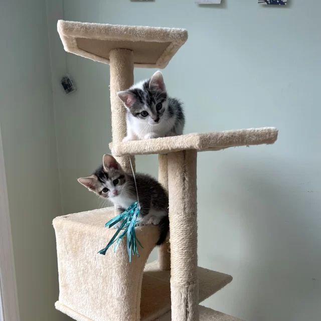 Twenty-one #TreeHouseCats were adopted last week, with more than half being adult kitties! We consider this a great win for these deserving adults who have been waiting to begin a new chapter.⁠
⁠
Congratulations to these adult kitties on their adoptions:⁠
🧑‍🤝‍🧑 One Fish & Red Fish⁠
🧑‍🤝‍🧑 O’Hare & Midway⁠
🥰 Coffelt⁠
🍪 Halfmoon⁠
💨 Ol' Smokey⁠
🇬🇧 Brit⁠
🥗 Tongs⁠
🧚‍♀️ Tink⁠
😲 Oblivion⁠
🤠 Margate⁠
⁠
And good luck to these adopted kittens:⁠
💘 Little Love⁠
🧙 Albus⁠
🔦 Liberty⁠
🥓 Seitan⁠
🍞 Tempeh⁠
🎂 Pudding Paws⁠
🕹️ Creeper⁠
🕹️ Ghast⁠
🏢 Sears Tower