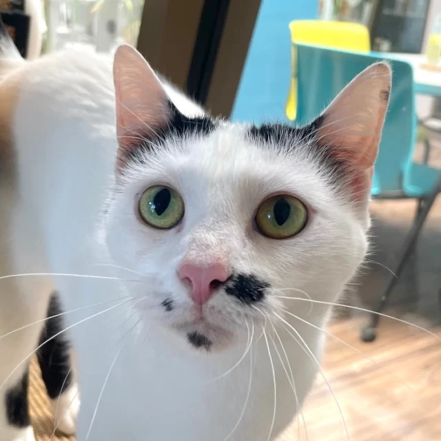 Last week, fireworks lit up the sky as 13 #TreeHouseCats went home to loving families. 🎆 We’re thrilled to share that #BetterTogether bonded pair Rooster Booster and Tuna Tornado—who were previously reunited thanks to advocates at @‌ChiAnimalCareAndControl—found their happy ending together! 🧑‍🤝‍🧑⁠
⁠
Congratulations to these seven adult cats on their new beginnings:⁠
🧑‍🤝‍🧑 Rooster Booster & Tuna Tornado⁠
🐈‍⬛ Goth Baby—who very quickly settled into his new home⁠
🍭 Fun Dip⁠
🥐 Butter Biscuit⁠
🌹 Pacific Rose⁠
👩‍🎤 Demi⁠
⁠
And good luck to these six kittens on their adoptions:⁠
🧑‍🤝‍🧑 Enderman & Piglin⁠
🏙️ Millenium Park⁠
🏙️ Lincoln Park Zoo⁠
🍔 Dijon⁠
🍔 Bechamel⁠
⁠
Once a Tree House cat, always a Tree House cat. We love to see your #HappyEndingTails! Send us your Tree House adoption stories and photos at marketing@treehouseanimals.org 📥️