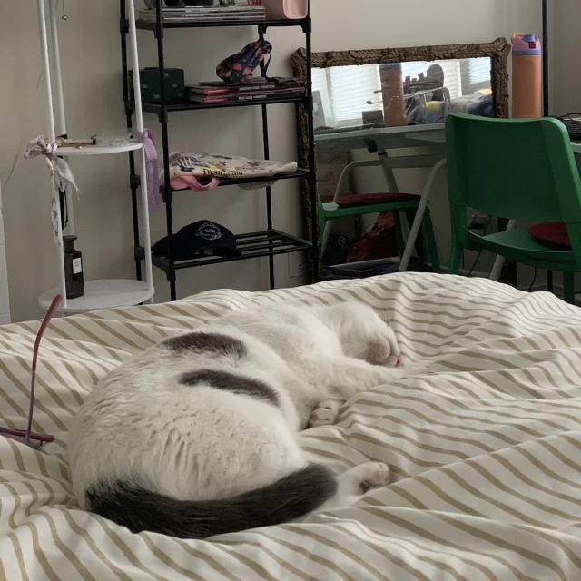 BELIEVE IT OR NOT! 😱 This cat went from shelter life… to ruling the roost. 👑⁠
⁠
Once known as Lime Spindrift, Ripley now starts each morning with snuggles followed immediately by breakfast. In that exact order—no exceptions! 🙅⁠
⁠
She communicates like a pro: when she wants attention, you'll know it. When she wants space? She's off to one of her favorite perches.⁠
⁠
Her daily duties include supervising remote work and monitoring neighborhood bird activity from her royal window seat. 🌳⁠
⁠
Her humans say they “simply cannot believe they ever lived without her!”⁠
⁠
And we can’t believe how lucky Ripley and her family are to have found each other. 💞⁠
⁠
#TreeHouseCats #HappyEndingTails #Cats #ShelterCats #Adopt #Chicago