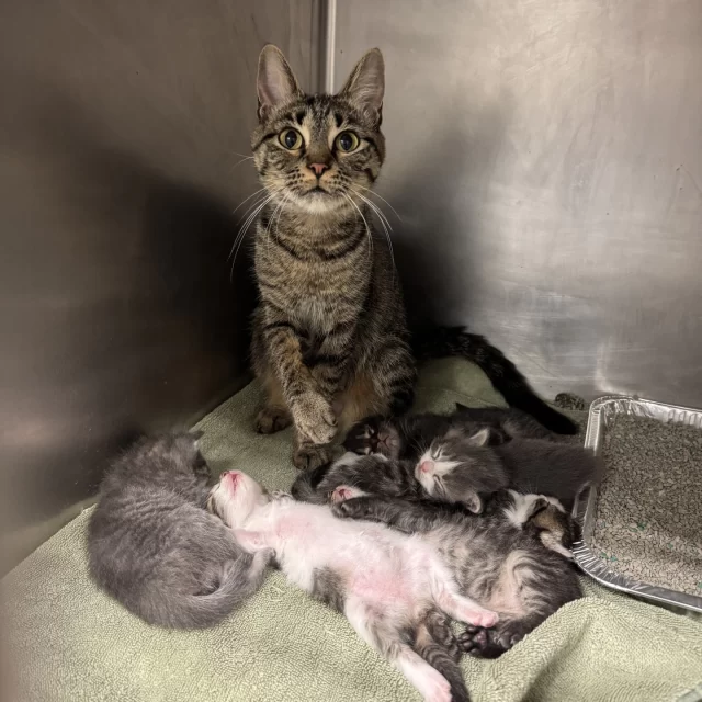 Take a look at this purrfect starting lineup! 🧢🐾⁠
Mama Sox and her litter of all-stars — Stockings, Slugger, Rookie, Homer, Dugout, and Comiske — made it home safe to Tree House last week from Chicago Care and Animal Control.⁠
⁠
Thanks to our amazing friends at @chianimalcareandcontrol, they got their first big save. But an open-admission shelter is no place for a mom and her rookies — too much stress and risk of disease can strike them out early. Luckily, our incredible foster community stepped up to the plate and gave this team a safe, cozy home base to grow and thrive!⁠
⁠
Now you’re up to bat! ⚾️⁠
Step into the game and help nursing cats and kittens like Sox and her crew by grabbing a ticket to a Chicago White Sox game! Every ticket to the August 30 game (vs. the Yankees!) brings us closer to a grand slam for vulnerable cats and kittens — $10 from every ticket goes directly to Tree House.⁠
⁠
Your seat in the stands means more home runs for moms and babies who need us most.⁠
⁠
Huge thanks to the @whitesox for this amazing partnership and for giving back to our community — together, we’re hitting it out of the park for cats in need! 🐱🖤⚾️⁠
⁠
🎟️ Get your tickets: Link in bio!⁠
⁠
https://www.gofevo.com/event/Treehouse4
