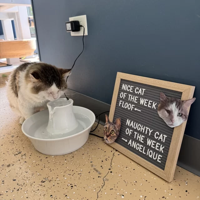 NICE CAT OF THE WEEK: FLOOF 👍️✔️⁠
This softie is a lap cat! We recommend using a lint roller after you hang out with this guy.⁠
⁠
NAUGHTY CAT OF THE WEEK: ANGELIQUE 👎️❌️⁠
This lady was found guilty of “bum-scooching.” We thought this was a cat shelter, not a dog shelter! 🤣⁠
⁠
🔗💰️ Both cats have adoption fees of just $70 until the end of the week, thanks to #EmptyTheShelters by @‌BISSELLPets: https://treehouseanimals.org/adopt/adoptable-animals/