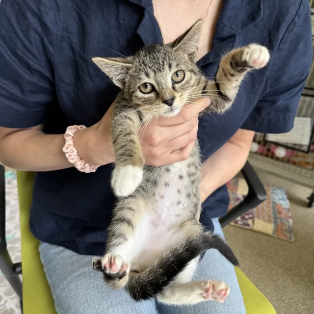 Did you know your cat might have a secret tattoo? 💉⁠
⁠
If your kitty is spayed or neutered, there’s a good chance they’ve got a small blue-green line tattooed on their belly. Many vets, including those on #TeamTreeHouse, use this mark to show a cat has been fixed. ✂️⁠
⁠
Why the ink? 🤔⁠
If a cat’s medical records are missing, a tattoo helps to avoid unnecessary surgery. Once the belly is shaved, the tattoo reveals their status—no guessing or unnecessary procedures needed. 👍️⁠
⁠
For community cats in TNR programs, you’ll often see a tipped left ear instead—an easy way to tell from a distance that they’re already fixed.