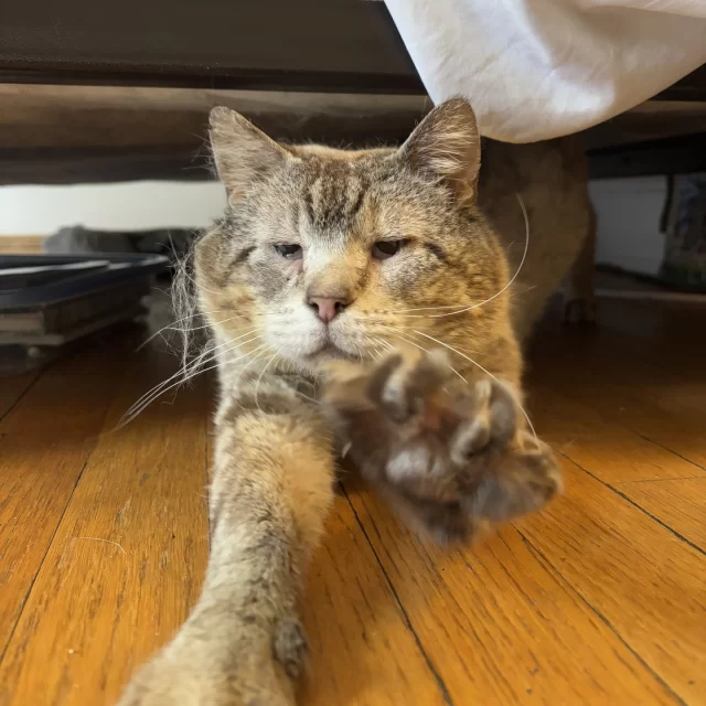 Mr. Sweater is just like any other cat, despite his Feline Leukemia (FeLV) diagnosis. 😻⁠
⁠
In his foster home, he’s known as a “Velcro cat.” He will stick right by you: If he can’t hang out right on your lap—his preferred place—he will happily lay right next to you or right on top of whatever you’re doing. 😴⁠
⁠
He is just as sleepy as he looks! His favorite place to nap is a sunny couch, which is the next best thing after a warm human companion. ☀️ But when the sun goes down, Mr. Sweater will start to zoom and chase his favorite jingle ball up and down the hallway. And after dinner, he’s ready for bed time with you. 🌙⁠
⁠
In honor of Feline Leukemia Day, we want to shine the spotlight on our deserving FeLV cats like Mr. Sweater who are waiting patiently for a loving family to adopt them. He can be adopted straight from his foster home—where he likes to hang out to keep his stress levels low! 😎⁠
⁠
P.S. Mr. Sweater's adoption fee is only $70 this week thanks to #EmptyTheShelters by @BISSELLPets 💰️⁠
⁠
➡️ Meet Mr. Sweater: https://treehouseanimals.org/adopt/adoptable-animals/#sl_embed&page=shelterluv_wrap_1737043975%2Fembed%2Fanimal%2FTHHS-A-15049