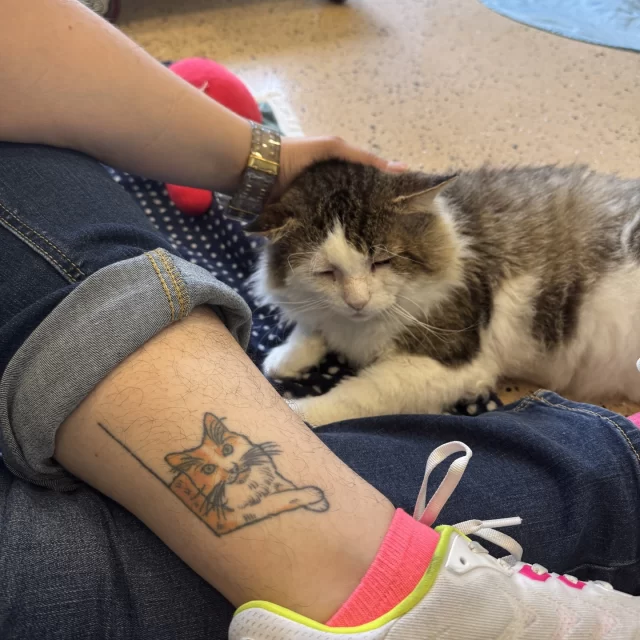 Ever loved cats so much you made it permanent? 💉😼⁠
⁠
#TeamTreeHouse did—with some seriously paw-some ink to prove it! 🐾⁠
⁠
Do you have a “cattoo” to show off your feline devotion? Let us know in the comments! ⬇️