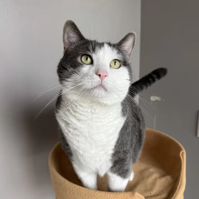 Twenty-three #TreeHouseCats were adopted last week, including #BetterTogether bonded pair Sweets and Roses! After several months in our care, we can’t think of a better first birthday gift than a home of their own! 🏡🥰⁠
⁠
Congratulations to the seven adult cats who were adopted with $70 adoption fees, thanks to #EmptyTheShelters by @‌BISSELLPets⁠
🧑‍🤝‍🧑 Sweets & Roses⁠
🧑‍🤝‍🧑 Anti-Hero & Excalibur⁠
😜 Pippin⁠
🦧 Rafiki⁠
🙏 High Priestess Daniel⁠
⁠
And good luck to the 16 kittens that scampered off to their new homes:⁠
🧑‍🤝‍🧑 Media & Mr. Nancy⁠
⚡️ Mad Sweeney⁠
⚡️ Laura Moon⁠
⚡️ Shadow Moon⁠
⚡️ Zorya⁠
🥭 Mango Mash⁠
🍌 Mashed Banana⁠
🍐 Pureed Pears⁠
🥗 Balsamic⁠
🍝 Ditalini⁠
🪀 My Size Barbie⁠
🏙️ Riverwalk⁠
🦌 Hunter⁠
🧜‍♂️ Mercat⁠
🗽 Glory⁠
⁠
The $70 adoption fees made possible by BISSELL Pet Foundation’s Empty the Shelters will continue this week until tomorrow, Saturday, July 19.