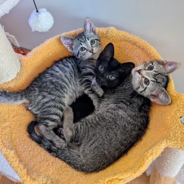 We’re thrilled to be partnering with an incredible community of sponsors who are making this year’s Cat Walk: Feline Fashion Show possible—and unforgettable.⁠
⁠
🎤 Presented by Mark & Heather Kolar and Tom & Mary Prescott, the Cat Walk is a summer celebration of fashion, fun, and feline compassion—all to support #TreeHouseCats like Navy Pier, Wrigley Field, and Water Tower.⁠
⁠
Enjoy:⁠
✨ Cat-inspired runway looks from local boutiques and original fashion by emerging designers from Dominican University⁠
🎵 Live music by DJ Style Matters⁠
🎟️ Feline Fashion Show Bingo with prizes⁠
📸 Paw-parazzi Polaroid wall + Best Dressed contest⁠
⚾ Raffle to win four behind-the-dugout White Sox tickets — and more!⁠
🌮 Tacos grilled-to-order by Rojo Gusano on the patio⁠
🍸 Plus, enjoy a complimentary cocktail with every ticket⁠
⁠
Huge thanks to our Cat’s Meow sponsors, Penny Morisato-Remec and @‌ravenswoodvet, for helping shine the spotlight on the cats who need us most.⁠
⁠
Join us Friday, August 15 at @‌KOVALDistillery—grab your tickets now before they’re gone: https://donate.treehouseanimals.org/event/2025-cat-walk-feline-fashion-show/e694595