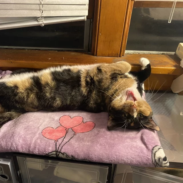 Say hello to Bubba—formerly known as Vex! 👋😻 This calico cutie was officially adopted and is loving every moment of her new home life, basking in all the snuggles and care she had been waiting for.⁠
⁠
Even though her name changed, Bubba and her adopter kept her special day. 📅 She’ll still be celebrating her birthday every year on September 18th with cake (for her human) and a Churu or two (for Bubba, naturally)! 🎂🐟⁠
⁠
Bubba’s a clever little lady with a heart full of love and a personality that fills the whole room. 🧠💕 Whether she’s stretched out belly-up or curled into a tiny ball, she knows exactly how to get your attention and also your heart.⁠
⁠
We’re so happy this brilliant, beautiful girl found her Happy Ending Tail with someone who loves her for who she is and all she’s yet to become! 🔮💗
