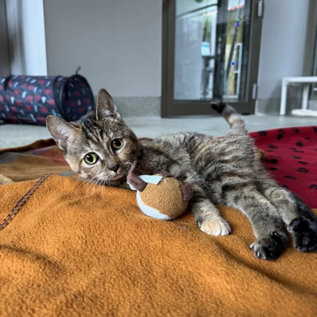 Did you know some #TreeHouseCats are available for adoption straight from their foster homes? You might be secretly wondering, “Wait… why are they in foster?” 🤔💭 Fair question—so let us introduce you to a few of our fabulous foster felines and why they’re crashing on a couch instead of chilling at the shelter:⁠
⁠
💚 Fink: This sweet girl needs a little help getting around, and in the meantime, her foster pawrent is there to lend a gentle hand (and a comfy lap).⁠
⁠
🧡 Korra: The shelter was a bit too much for this sensitive soul. She enjoys snoozing in bed with her human—something she couldn’t do on our adoption floor!⁠
⁠
💚 Honeysauce: Mr. Social Butterfly! He thrives on connection and playtime, and his foster home gives him just that—with daily foraging games to keep his brain sharp while he waits for a family of his own.⁠
⁠
🧡 Mr. Sweater: This sweetie living with feline leukemia virus (FeLV) prefers a quieter life as opposed to our bustling Cat Cafe.⁠
⁠
All these adorable kitties are available for adoption—just waiting for someone like you to bring them from their foster home to your family home!⁠
⁠
🔗 https://treehouseanimals.org/adopt/adoptable-animals (link in bio!)