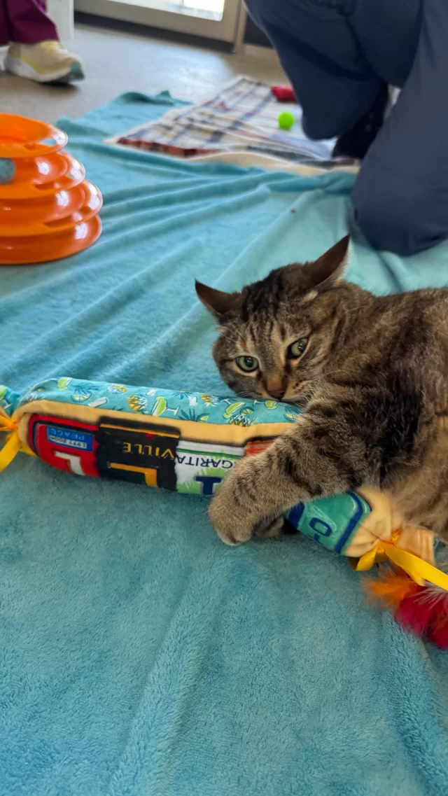 Ever spotted a “kicker” toy while shopping for your cat? 🛍️🐾

Kicker toys are long, plush, and shaped like mini bolster pillows—perfect for cats to grab, bite, and bunny kick with their back legs! 🐰🥋

But don’t let the cute name fool you—bunny kicks can mean a cat like Angelique is overstimulated or not feeling the tummy pets. For cats who get a little too into playtime (or occasionally mistake your arm for a toy 😬), a kicker is the purr-fect way to redirect that energy.

Fun for them, safe for you! 💥🐱

#TreeHouseCats #Cats #CatToys #CatLover #BunnyKicks