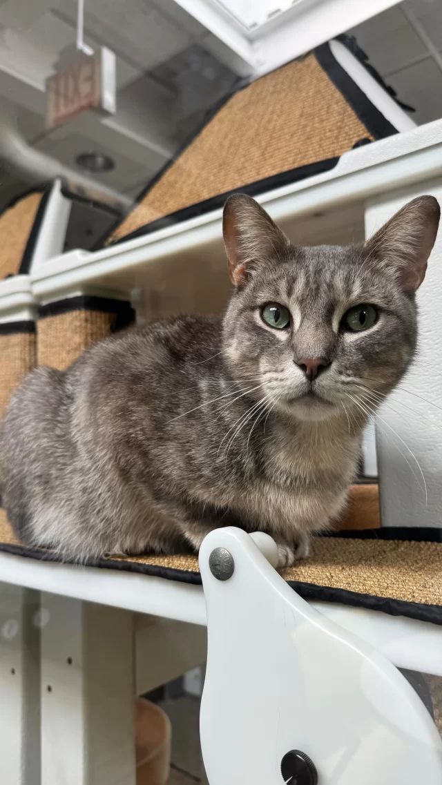 Each of our #TreeHouseCats is one of a kind. Forget the stereotypes—our adoption counselors are here to match you with cats whose personalities align with yours. You’ll get the chance to meet, connect, and see for yourself just how special each kitty really is.

Get a head start and meet these cuties online: https://treehouseanimals.org/adopt/adoptable-animals/
#Cats #Adoption #Adopt #Chicago #ShelterCats