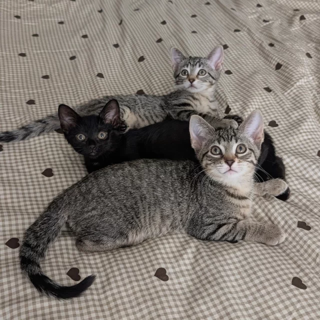 Seventeen #TreeHouseCats were adopted last week, including FeLV+ kitty Floof! Who took his position in the café as the new cat-rista? ☕️ We can’t wait to introduce you to Moonshine later this week! 🌙⁠
⁠
Congratulations to the nine adult cats who went home, including two pairs!⁠
🧑‍🤝‍🧑 Dawn & Dusk — pictured second in their adoptive home!⁠
🧑‍🤝‍🧑 Scholar & Pepe⁠
🐈️ Floof⁠
🤠 Erickson⁠
🌈 Pride⁠
🔊 Boombox⁠
☀️ Solstice⁠
⁠
And good luck to the eight kittens who were adopted by loving families:⁠
🧑‍🤝‍🧑 Leopard Frog & Tree Frog⁠
🥗 Veloute⁠
🏙️ Water Tower⁠
🏙️ Navy Pier⁠
🏙️ Wrigley Field⁠
🕷️ Creepy Crawler⁠
🍎 Apple Sauce