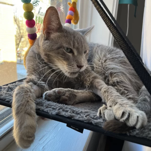 Meet Allison: a true Chicagoan, “cool aunt,” and even cooler foster mom to #TreeHouseCats. 💚⁠
⁠
After losing her beloved cat Winona, Allison wasn’t ready to adopt again—but she still had love (and space!) to give. She turned her home, and even her social circle, into a faux cat café with her first litter of fosters. Since then, she’s opened her doors to cats needing time to heal, space to grow, or just a temporary place to crash. 🏡🐾⁠
⁠
One of those cats was Foggy, who needed a calm spot to recover after dental surgery. Allison made sure he got his meds, cuddles, and a few photos for his adoption profile—likely the very photos his future adopters fell in love with. Even after he moved on, she remained his biggest fan, reminding the world how special he was. Not long after, Foggy found a loving adoptive family. 💕⁠
⁠
It’s that kind of love that defines Allison’s approach to fostering. As she puts it, “That’s what makes a good foster—someone who loves cats. These cats need to be shown love, and cat lovers are the best ones to do it.”⁠
⁠
We couldn’t agree more with Allison: all it takes is love, a little space, and someone like you to make a difference. 😸⁠
⁠
🔗 Become a foster volunteer today: https://treehouseanimals.org/engage/volunteer/foster/