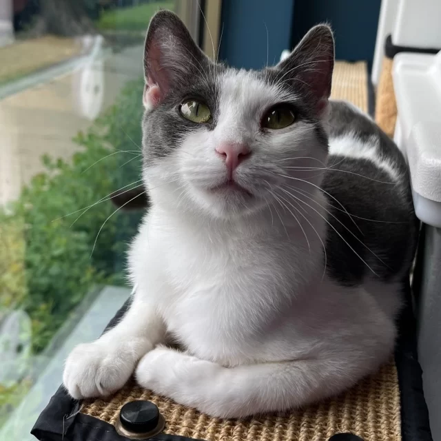 Welcome to our Cat Café, where we hope the purr-ista turnover is high—and that’s a beautiful thing! ☕🐾⁠
⁠
Because here, the best part isn’t just the lattes—it’s the adoptable kitties with feline leukemia virus (FeLV) hoping a café date turns into a loving match. 💚⁠
⁠
Come sip a seasonal drink while spending time with our cat-feinated duo: Supercali and her new co-worker, Moonshine!⁠
⁠
🌟 Supercali’s been charming café guests since May—she’s a total sweetie and SO ready to clock out for good and head home.⁠
⁠
🌙 Moonshine just started his shift and already wins hearts with his five-star people skills. He’s hoping to meet “the one”—could it be you?⁠
⁠
No coffee obsession required—just a heart open to love.⁠
⁠
Meet them today at https://treehouseanimals.org/adopt/adoptable-animals/