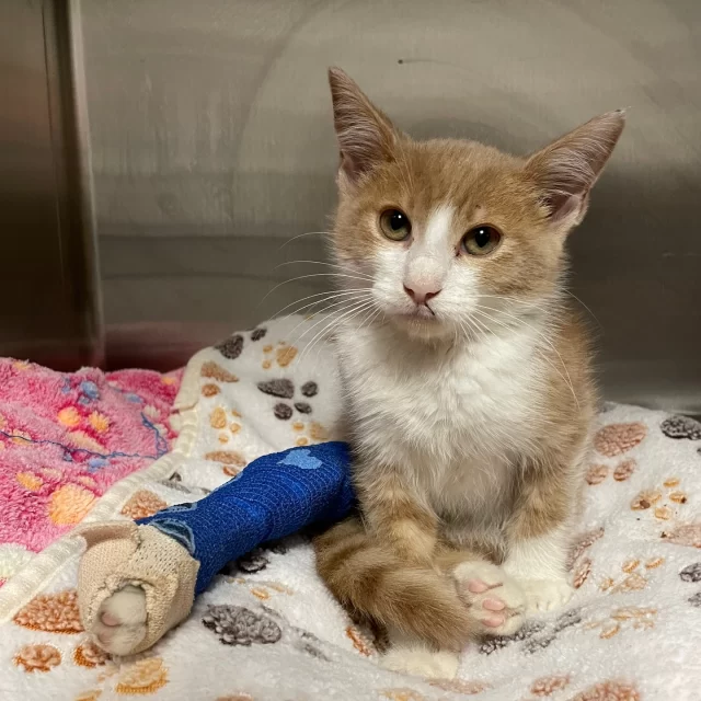 Because of you, we get to save kitties like Shoresy—tiny fighters with rough beginnings and big hopes for a Happy Ending Tail. 💚⁠
⁠
Shoresy was found in a back alley by Justina, one of our incredible fosters and occasional relief vet tech at our Veterinary Wellness Center. This brave ginger kitten came in with a fractured leg and pelvis, plus a painful open wound near his hip. Ouch is an understatement!⁠
⁠
He’s now splinted, wrapped up, and healing with daily bandage changes (and a little help from manuka honey magic 🍯). While we continue to monitor his pelvic injury, Shoresy is safe, cared for, and surrounded by love.⁠
⁠
We couldn’t do this without you. If you'd like to support medical care for #TreeHouseCats like Shoresy, please visit https://donate.treehouseanimals.org/give/650344