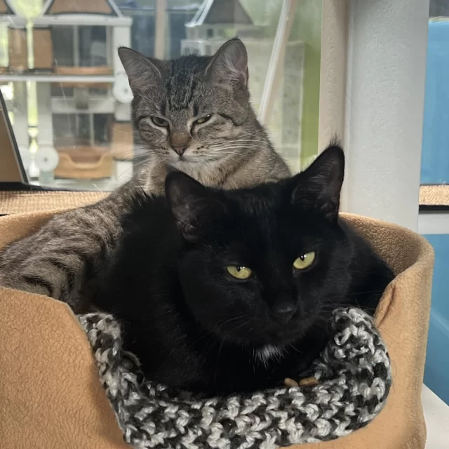 Meet our dynamic duos on the adoption floor! These #BetterTogether pairs of cats (and kittens!) found comfort and companionship in each other—and now they’re ready to find a home together. 💚⁠
⁠
🐾 Shadowheart & Treepie⁠
They met right here at Tree House and clicked instantly! Shadowheart brings the goofy energy, while Treepie adds a calm, shy sweetness.⁠
⁠
🐾 Dex & Mosscap⁠
These brothers came to us from @‌CatsInAction and have been inseparable since kittenhood. Wherever one naps, the other is close by!⁠
⁠
🐾 Rotini & Fettucine⁠
Once feisty, now full of charm! These sisters grew up outdoors in Belmont Cragin, learned to love people in foster, and have stuck together ever since.⁠
⁠
🐾 Blue Angel & Violet Dream⁠
Previously adopted and then returned to us through @‌ChiAnimalCareAndControl, this loyal pair came back together—and are hoping for another chance at a loving home.⁠
⁠
These cats have found their favorite companion—and now they’re hoping to find their favorite people. Adopt a pair and welcome twice the love! 💫⁠
⁠
🔗 https://treehouseanimals.org/adopt/adoptable-animals/