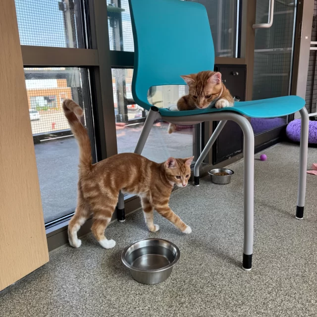 Hello, HOTTIES! 🔥 (Yes, we mean you, cat lovers sweating it out in this Chicago heatwave.)⁠
⁠
While you're blasting the A/C or strategically placing fans like it’s an art form, don’t forget about your feline friends! Here’s how to keep your cool and help your cats chill:⁠
⁠
💧 Fresh water, always — Indoors or outdoors, make sure your cats have access to clean, cool water. For community cats, use ceramic bowls (not metal!) and keep them in the shade.⁠
⁠
🧼 Brush it out — Regular brushing helps get rid of excess fur that traps heat.⁠
⁠
🧊 DIY cooling station — Try a wet towel or wrap an ice pack in a tea towel and place it where your cat naps.⁠
⁠
🌿 Shade is everything — Especially for outdoor cats. A little shelter goes a long way!⁠
⁠
Stay safe, stay hydrated, and stay cat-obsessed. 🐾☀️