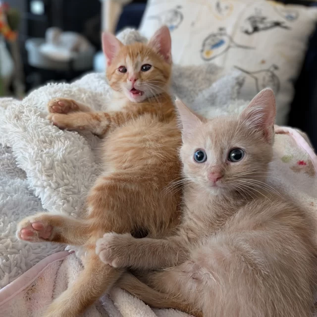 Nope, your eyes aren’t playing tricks on you—there is something going on with these cuties’ eyes. 👀⁠
⁠
Meet the Bug Litter: June Bug, Beetle Bug, Lady Bug, and Dragonfly. Found as strays in Garfield Park with severe eye infections, these kittens were rescued by our foster volunteer Lora—who didn’t hesitate to bring them home for some much-needed TLC. 🥰⁠
⁠
That’s the beauty of our foster network: they don’t just open their homes—they advocate for cats wherever they are, from sidewalks to sofa cushions. 🌳🏠️⁠
⁠
With dedicated care, our four little bugs are already showing signs of improvement. Some may need enucleation surgery (the removal of one or both eyes), which means they’ll have limited or no vision—but it won’t stop them from living full, joyful lives and finding their #HappyEndingTails when they’re ready for adoption. ✔️⁠
⁠
Want to be part of the team that makes stories like this possible? Learn how to become a foster and help us give more cats a second chance. 💚⁠
⁠
🔗 https://treehouseanimals.org/engage/volunteer/foster/ (link in bio)