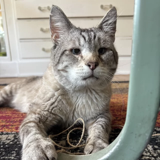Seventeen #TreeHouseCats found loving homes last week—including long-time resident Ella and sweet FeLV+ foster kitty Mr. Sweater! 🏡💚⁠
⁠
Ella’s new family had been following her story on social media, checking in each week to see if she’d been adopted. When they saw she was still waiting, they realized… Maybe she was waiting for THEM. 😻✨⁠
⁠
Congratulations to these eight adult cats beginning a new chapter:⁠
🐩 Ella⁠
👚 Mr. Sweater⁠
🦁 Dandy Lion⁠
🛸 Jabba the Hut⁠
🤓 Higby Sweet⁠
🍓 Huckleberry⁠
🥤 Kool-Aid Man⁠
🗻 Gimli⁠
⁠
And good luck to these nine kittens embarking on the best journeys:⁠
🧑‍🤝‍🧑 Erielhonan & Kanadario⁠
🍰 Cakey⁠
☀️ Sundrop⁠
🌑 Moondrop⁠
🗨️ CAP⁠
🐾 Pandy Paws⁠
🛌 Pillow Cat⁠
⭐️ Twinkle Twinkle