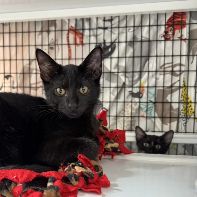 We spy with our little eyes… Not one, but two pairs of eyes. 👀⁠
⁠
Ace, Flux, and Enby are just three of the many kittens that are waiting to meet loving families on our adoption floor! Our adoptions are first come, first serve—with no need to make an appointment online! ❌️🖥️⁠
⁠
Walk into our shelter 🚶 and walk out with your new fur baby. 🚶🐈️⁠
⁠
Our adoption hours are 12 to 6 p.m. on Wednesdays through Sundays. Arriving by 4:30 p.m. gives you the best chance of completing an adoption the same day. 🥰⁠
⁠
👉️ Learn more about our adoption process: https://treehouseanimals.org/adopt/adoption-process-and-requirements/ (link in bio)
