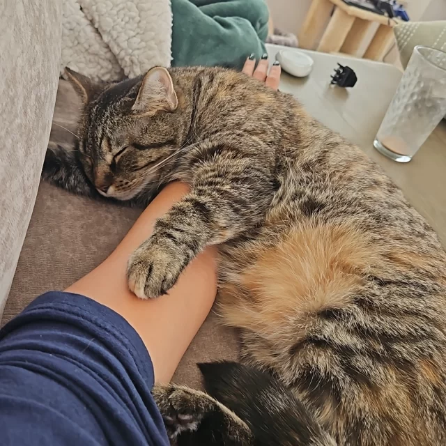 To adopt a cat with feline leukemia virus (FeLV+) is to love all cats—no matter how long they stay. 🐈️💕⁠
⁠
When Bia came to Tree House in 2016 looking to foster, she was introduced to our FeLV+ program. She learned that while feline leukemia weakens the immune system and can shorten a cat’s lifespan, these cats can still live many vibrant, healthy, love-filled years after diagnosis.⁠
⁠
That same day, Bia met Hailey, a FeLV+ cat—and adopted her on the spot. 🐾⁠
⁠
It didn’t stop there. Wanting Hailey to have a friend, Bia later adopted Lilah from Tree House, another FeLV+ cat. And when Hailey eventually crossed the rainbow bridge, Bia opened her heart to even more: Mattias, and Tree House residents Bella, and Rey. 🏡⁠
⁠
Caring for FeLV+ cats, Bia shared, “is just like caring for any other cat—until they get sick. The things that usually happen to a cat when they’re 15 might happen when they’re 7.”*⁠
⁠
Three of Bia’s FeLV+ cats passed away at 6, 8, and 11 years old. 🌈 She admits, “It’s not easy. In less than 10 years, I lost three cats, and I’m crying now just thinking about it. But an even worse thought is imagining the last 10 years without them.” 💔⁠
⁠
People like Bia are champions of the heart. Because of adopters like her, our FeLV+ cats don’t just survive—they explore, play, cuddle, and thrive in loving homes.⁠
⁠
*Life expectancy for FeLV+ cats varies and is difficult to predict.