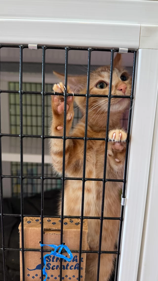 We’re thinking this teammate needs another cuddle break. 👀

#TreeHouseCats #TeamTreeHouse #VetMed #Kittens #Cats #Meow