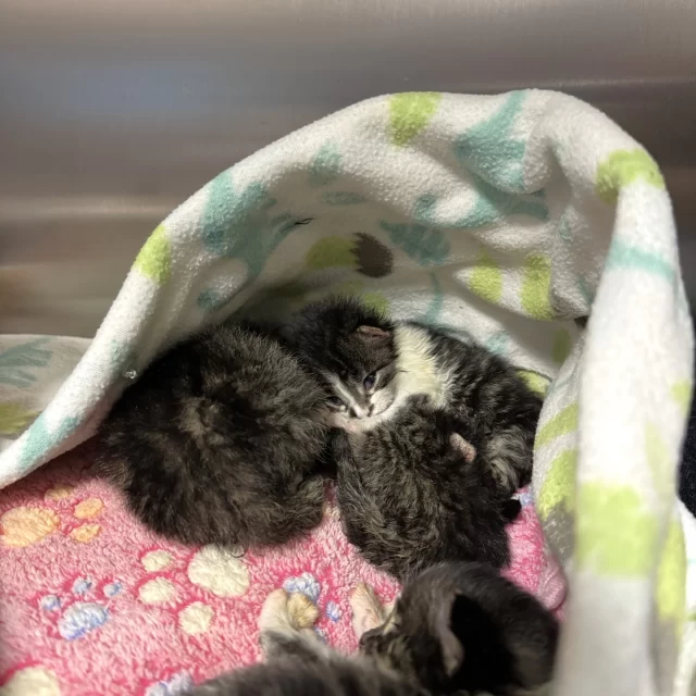 If you like pimple-popping videos or other oddly satisfying content… This one's for you. 😮‍💨⁠
⁠
PlayStation recently came to us with his siblings Wii, Xbox, and Nintendo Switch. At just under three weeks old, he had a swollen jaw—and when our vet team shaved and cleaned the area, they found the culprit: a botfly larva lodged in his cheek. 😳⁠
⁠
Botflies lay eggs on animals, and the larvae can burrow into the skin, causing pain and infection. Thankfully, #TeamTreeHouse stepped in just in time—and honestly, they were weirdly excited to do it. (Just look at Dr. Foose’s face!)⁠
⁠
PlayStation is now healing in foster care with his video game console crew—and on his way to a healthy, happy life. 🎮💚