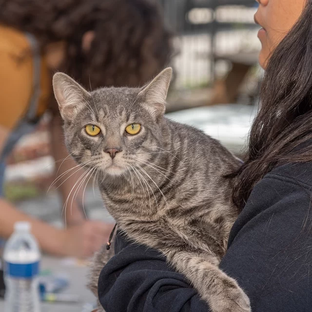 CALLING ALL CAT LOVERS! 🐾⁠
⁠
Ever dreamed of making a real difference for cats in need? #TreeHouseCats need YOU!⁠
⁠
Our volunteer portal is officially open—share your skills, time, and heart to help every cat thrive. From caregiving and adoption counseling to clinic support and behind-the-scenes roles, there’s a place for everyone on #TeamTreeHouse.⁠
⁠
📋️ Apply today: http://treehouseanimals.org/engage/volunteer/volunteer