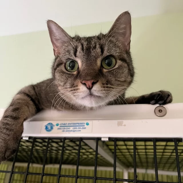 These kitty eyes aren’t just windows to the soul—they’re giving you a sneak peek into our Cat Café cats’ personalities! 👀✨⁠
⁠
➡️ Shiva? She’s got her eyes on two things: you… and whether you’re holding a stick of Churu.⁠
⁠
➡️ Supercali has the classic “crazy eyes”—translation: you’re about to have the time of your nine lives in a whirlwind of playtime!⁠
⁠
➡️ Moonshine’s gaze is pure and steady—he may start off shy, but once he locks eyes with you, he’s ready for all the head scratches.⁠
⁠
All three? Total sight for sore eyes—fantastic in their own ways, ready to charm you in our Cat Café lounge and go home with their future family. 🐾⁠
⁠
🔗 Meet your match: https://treehouseanimals.org/adopt/adoptable-animals/⁠
🔗 Book your Cat Café visit: https://treehouseanimals.org/cafe/