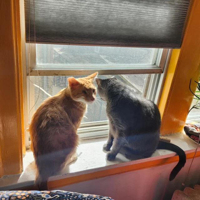 One eye, a big heart, and a home full of love—Yuki’s Happy Ending Tail is a dream come true! 👁️💗 In Japanese, Yuki’s name translates to “snow” or “happiness,” and over the past few months, he’s fully grown into that second meaning. 😸

Right after Yuki left Tree House, he was a little reserved and unsure of his new surroundings. 🤔 But slowly over time, he got comfortable and began to bond with his feline housemates. Yuki now loves to spend his time sitting on a sunny windowsill, relaxing on a soft surface, and sharing his space with his new companions—including one chatty parrot! 🦜

Despite facing some bumps on his road to good health, he’s thriving in a home where he’s safe, cherished, and deeply loved. ❤️‍🩹🤗 To us, Yuki's journey is another success story of finding more joy, friendship, and comfort after his time with us at Tree House!