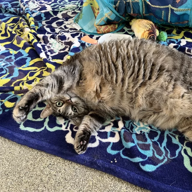 🎉 ADOPT & SAVE! 🎉⁠
⁠
From Wednesday, August 20 through Sunday, August 24, we're taking $50 OFF every adoption fee — yes, that includes kittens! 🐾⁠
⁠
Whether you're looking for a playful kitten or a mellow snuggle buddy, our adoptable #TreeHouseCats are ready to find loving homes.⁠
⁠
What will you do with the $50 you save? Maybe treat your new best friend to a cozy bed, a toy haul, or even a special “gotcha day” celebration.⁠
⁠
We can’t wait for you to meet cutie cats like Angelique, Precious, Supercali, Penderwick, and #BetterTogether kittens Fettucine & Rotini.⁠
⁠
Get a head start and get to know our adorable and adoptable kitties: https://treehouseanimals.org/adopt/adoptable-animals/⁠
⁠
Which one (or two...) will steal your heart? 🐱💕