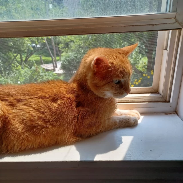 Meet Jan, one of our incredible foster parents! She’s opened her Chicago apartment to some true Tree House favorites—like Fink and our beloved, late Nelson.⁠
⁠
For Jan, fostering means giving cats the comfort of a home environment, while also enjoying the sweet company of a fur baby. 💛⁠
⁠
✨ Easiest part? The ongoing support she gets from #TeamTreeHouse.⁠
💔 Hardest part? Bringing her foster kitty back so they can meet their adopters!⁠
⁠
Her advice if you’re on the fence about fostering: “Just try it once—you’ll be hooked!”⁠
⁠
Right now, Jan is fostering Harlow, a 15-year-old ginger girl who’s taking the time she needs to recover from dental surgery in the comfort of a foster home. While she’s not ready for adoption yet, she’s already getting the best start to her new life.⁠
⁠
Want to change a cat’s life (and maybe your own)? Sign up to become a foster today!⁠
⁠
🔗 https://treehouseanimals.org/engage/volunteer/foster/