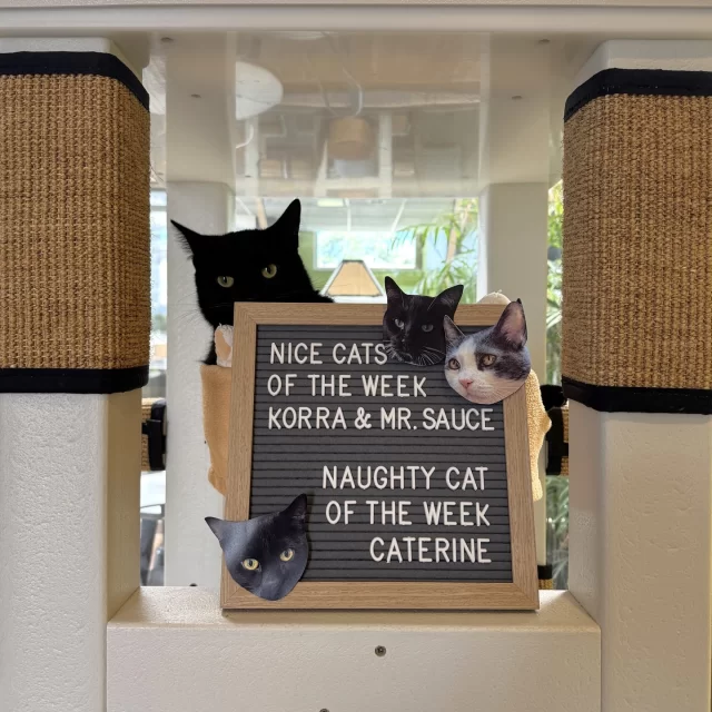 NICE CATS OF THE WEEK: KORRA & HONEYSAUCE ✔️👍️⁠
Two bright little stars, so purrfect and fine—⁠
we had to feature their faces in this t-shirt design! 👕⁠
⁠
NAUGHTY CAT OF THE WEEK: CATERINE THE GREAT ❌️👎️⁠
Looks like 'Cat” is in her teen phase… she demanded her own room! 🥴 We caved (for now). Eventually she’ll learn that sharing is caring. 👌⁠
⁠
🔗 All three are waiting for families to scoop them up: treehouseanimals.org/adopt/adoptable-animals⁠
⁠
🔗 Can’t adopt but still want to help #TreeHouseCats? Grab a Yearbook Trio tee: bonfire.com/yearbook-trio